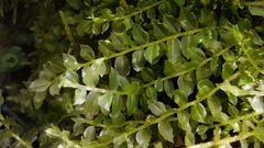 Plagiomnium cuspidatum