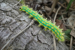 Saturnia pyretorum