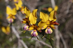 Diuris magnifica