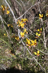 Diuris magnifica