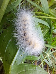 Erebidae