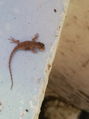 Sceloporus grammicus