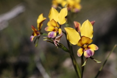 Diuris magnifica
