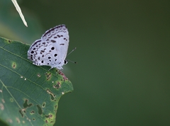 Acytolepis puspa