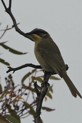 Lichenostomus cratitius