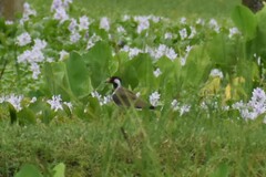 Vanellus indicus
