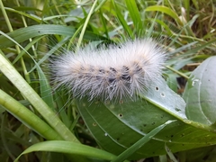 Erebidae