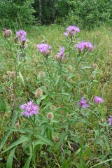 Centaurea phrygia pseudophrygia