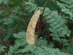 Erythrostemon gilliesii