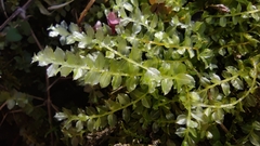 Plagiomnium cuspidatum