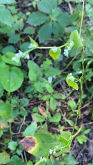 Fallopia