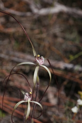 Caladenia varians