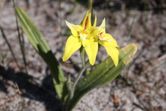 Caladenia flava flava