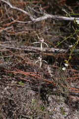 Caladenia varians