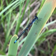 Coenagrion pulchellum