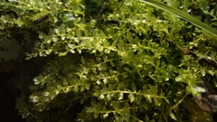 Plagiomnium cuspidatum