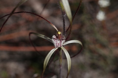 Caladenia varians