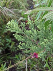 Symphyotrichum ericoides