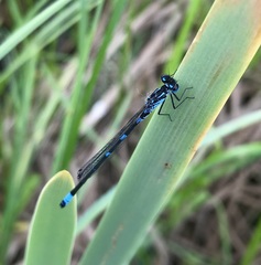 Coenagrion pulchellum