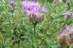 Centaurea phrygia pseudophrygia