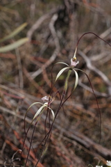Caladenia varians