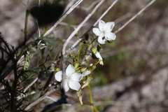 Drosera pallida