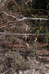 Caladenia varians