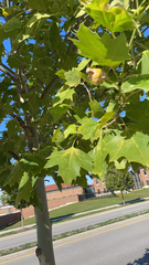 Platanus × hispanica