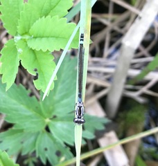 Coenagrion armatum