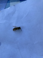 Vespula