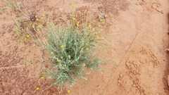Hymenopappus filifolius