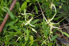 Clematis aristata