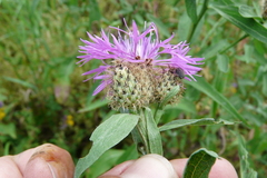 Centaurea phrygia pseudophrygia
