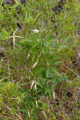 Clematis aristata