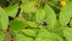 Mesembrina meridiana