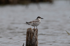 Sterninae