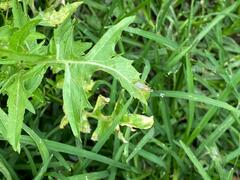 Glabridorsum stokesii