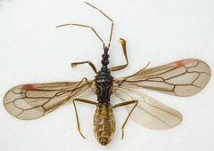 Hymenocoris formicinus