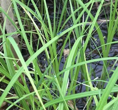 Coenagrion pulchellum