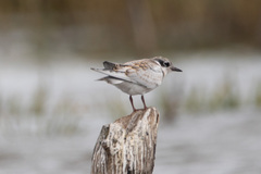 Sterninae