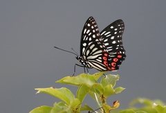 Hestina assimilis