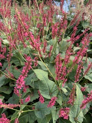 Bistorta amplexicaulis