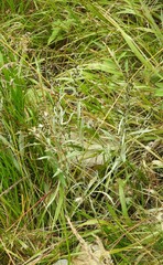 Omalotheca sylvatica