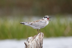 Sterninae