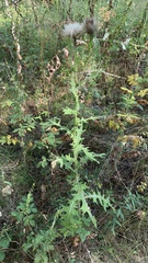 Cirsium vulgare