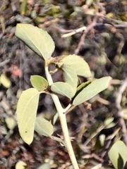 Ceanothus leucodermis
