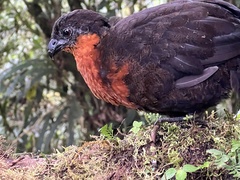 Dark-Backed Wood-Quail photo 3