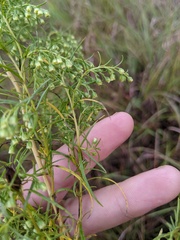 Artemisia dracunculus
