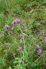 Centaurea phrygia pseudophrygia
