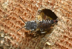 Coelioxys echinatus